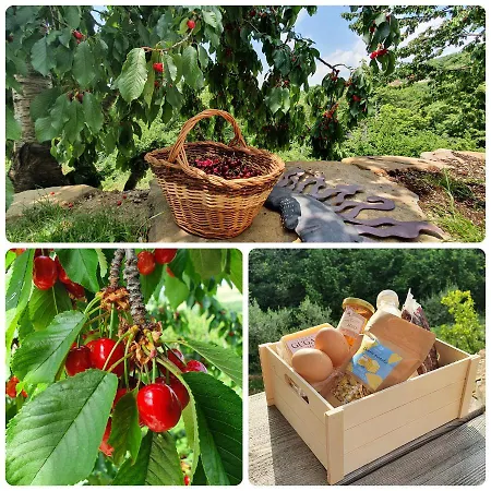 Appartamento Olivea